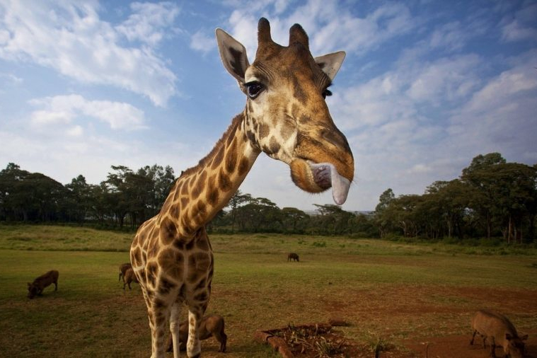Giraffe Manor Nairobi