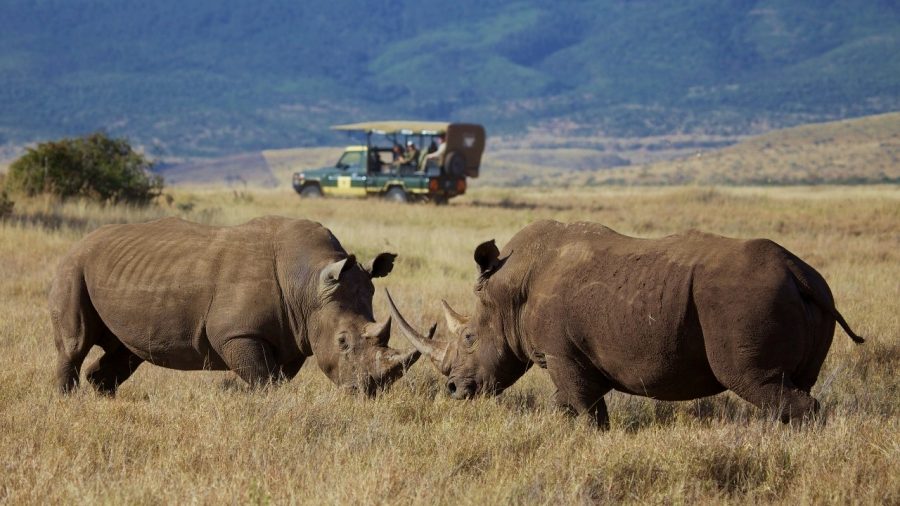 Luxury safari in Laikipia