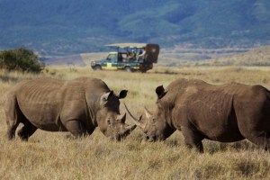 Luxury safari in Laikipia