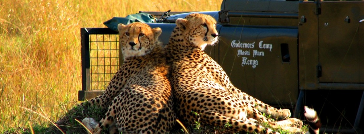 Cheetahs spotted on a luxury safari in Kenya
