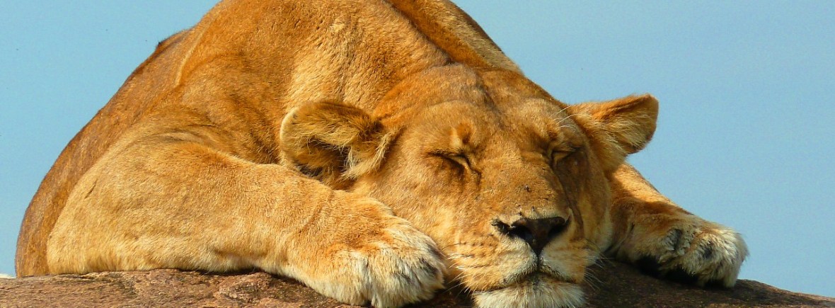 Lion spotted on a luxury safari in Kenya