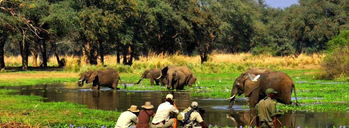 Perfect for a first safari- old Mondoro in Zambia's Lower Zambezi