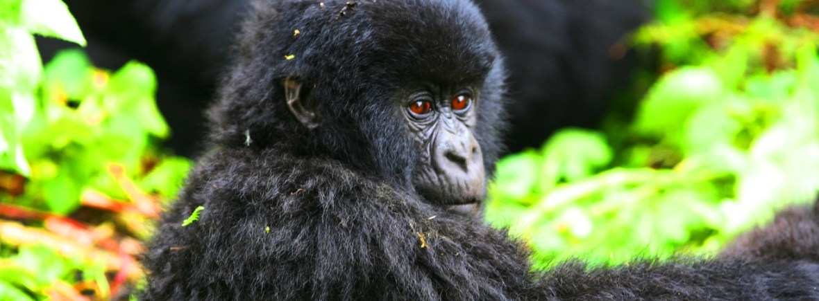Gorilla Trekking in Rwanda