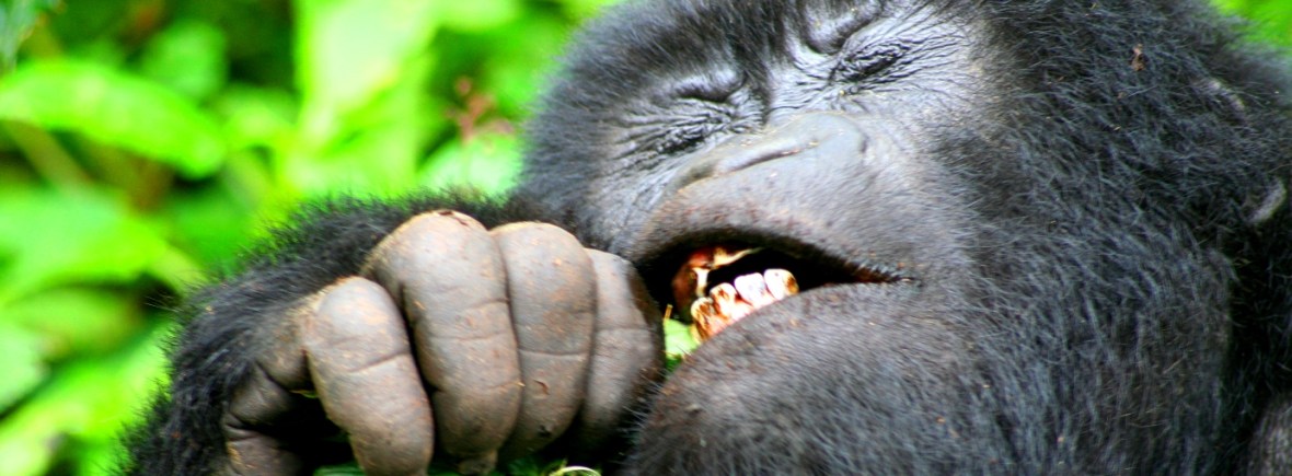 Luxury Gorilla Trekking