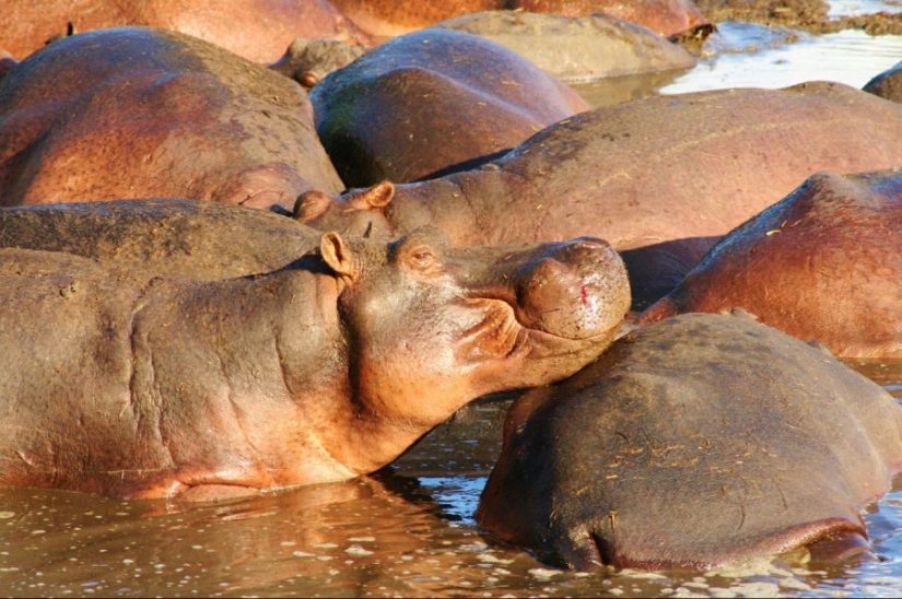 What to do and where to stay in the Caprivi Strip