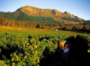 Wine Tasting in South Africa
