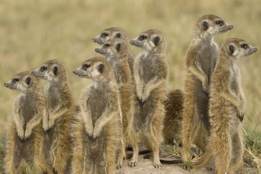 Luxury safari in the Makgadikgadi Pans