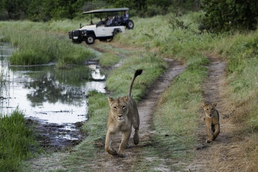 Luxury safari in Kwando, Linyanti, and Selinda