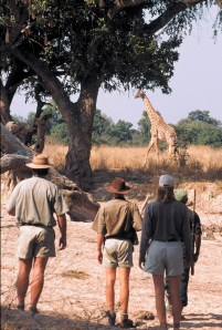 Giraffe spotted on a walking safari with Robin Pope Safaris