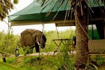 Southern Tanzania Safari and beach honeymoon