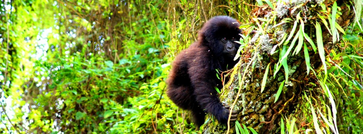 Luxury Gorilla Trekking with Extraordinary Africa