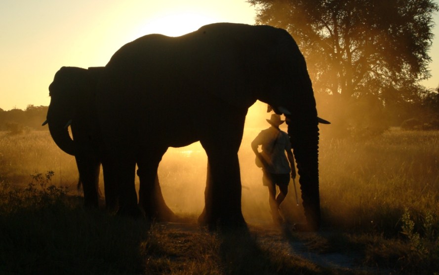 Walking Safari with Elephants, Okavango Delta, Botswana