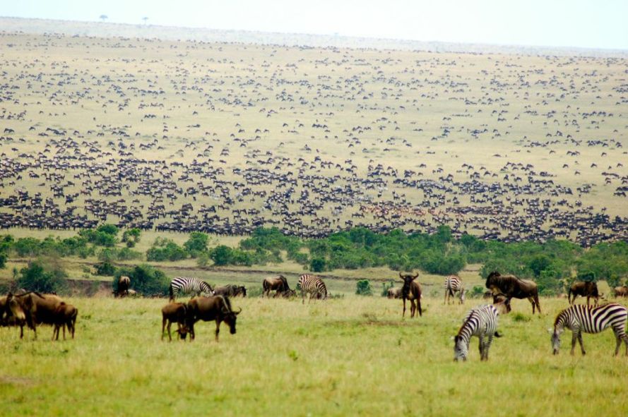 Wildebeest Migration in the Masai Mara