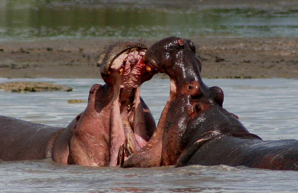 Hippos on a boat safari from Selous Impala Camp