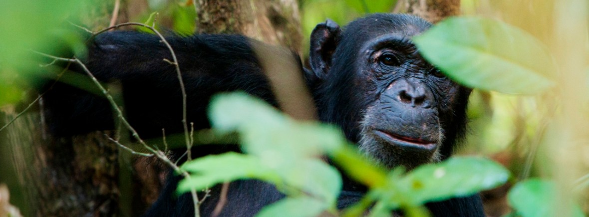 Chimpanzee trekking in Tanzania