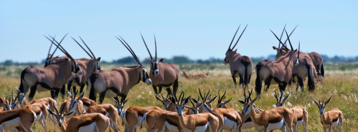 Luxury safari in the Central Kalahari