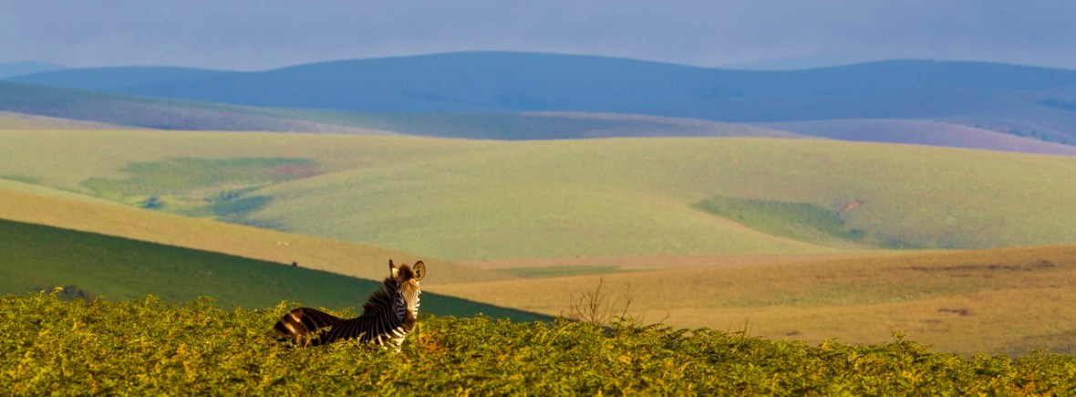 Safari on the Nyika Plateau