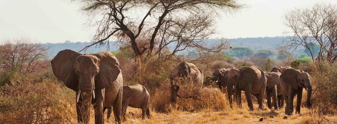 Luxury safari in the Ruaha