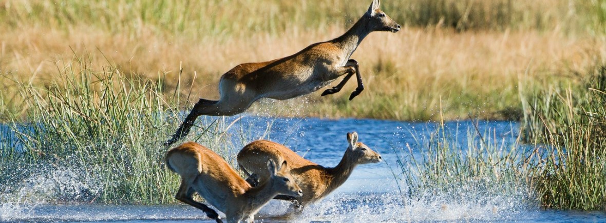 Luxury Safari in Linyanti, Botswana