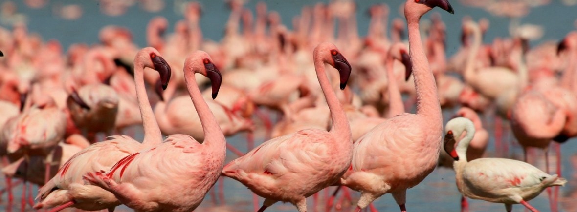Safari at Lake Nakuru National Park