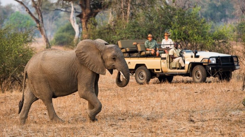 Luxury safari in the South Luangwa, Zambia
