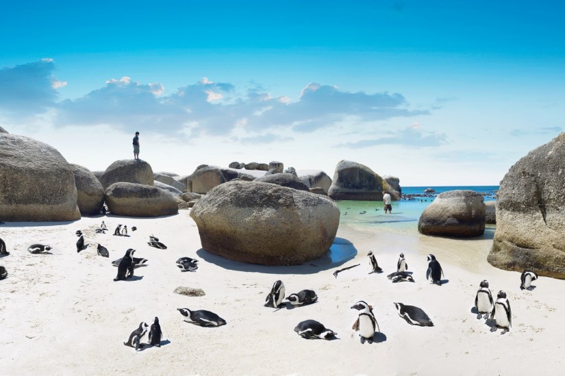 Excursion from Cape Town to Boulders Beach