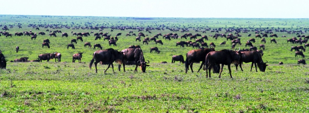 Watching the wildebeest migration
