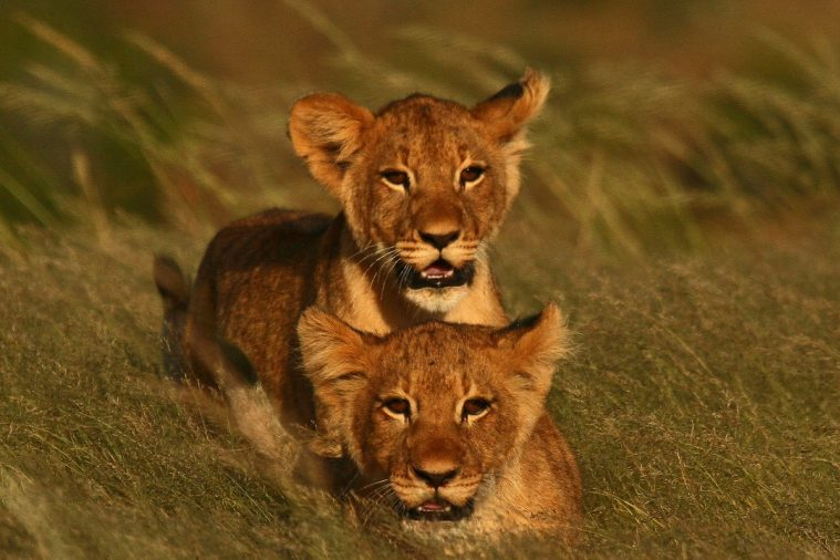 Safari in the Eastern Cape