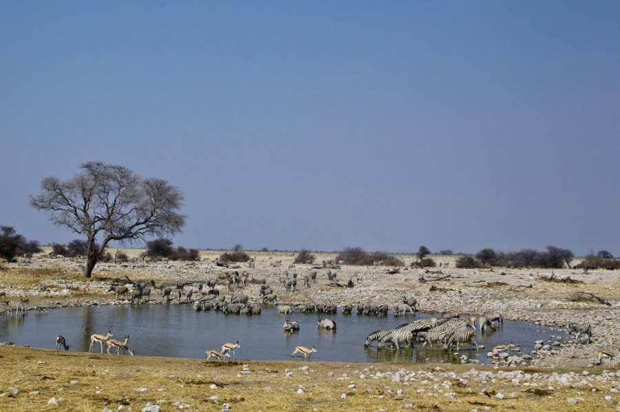 Luxury Safari in Etosha