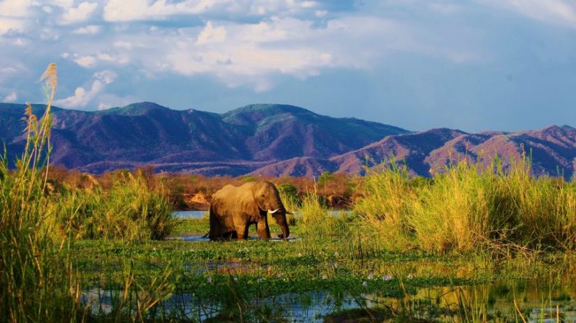 Safari in the Lower Zambezi
