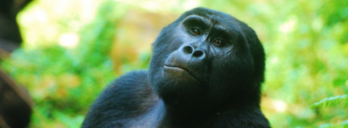 Luxury Gorilla Trekking in Uganda