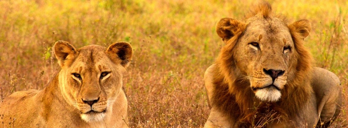 Safari in Mozambique