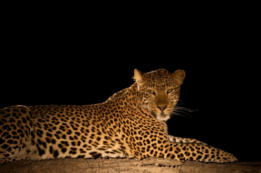 Luxury Safari in the South Luangwa