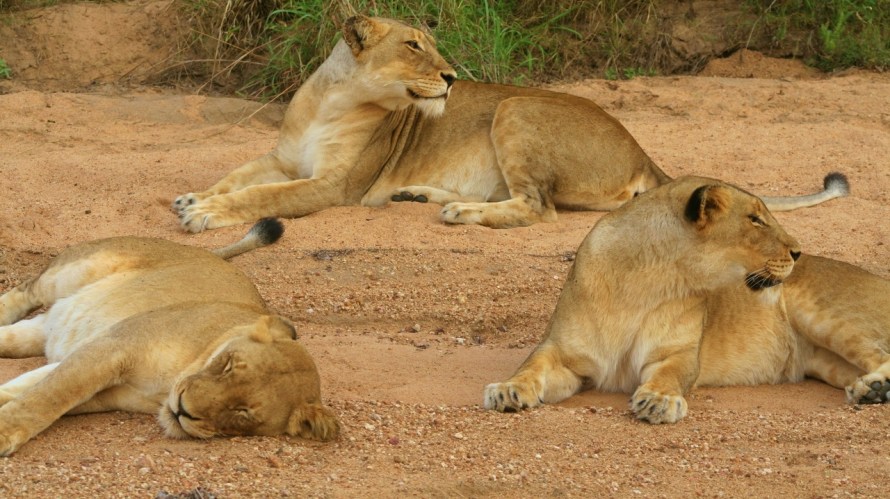 Lion on safari in Africa