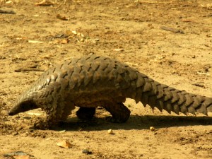 Pangolin