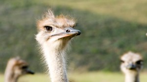 Visiting an ostrich farm in Oudtshoorn