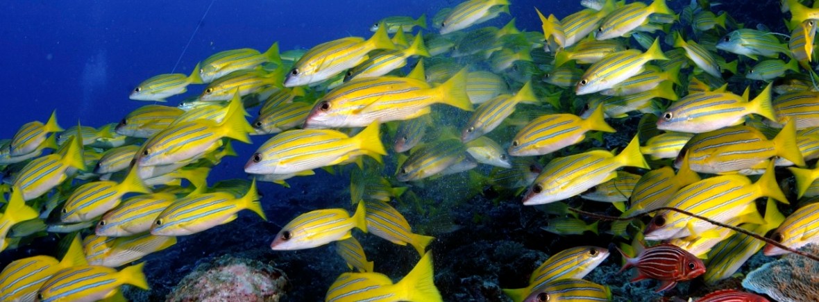 Diving on Mafia Island