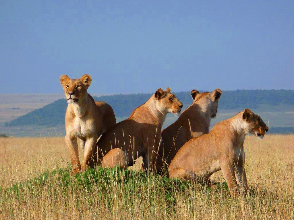 Safari at Governors Camo