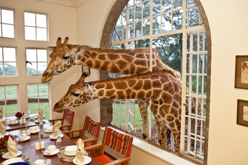 Giraffe Manor
