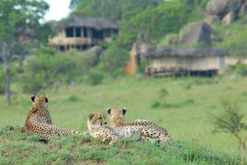 Lamai Serengeti Safari