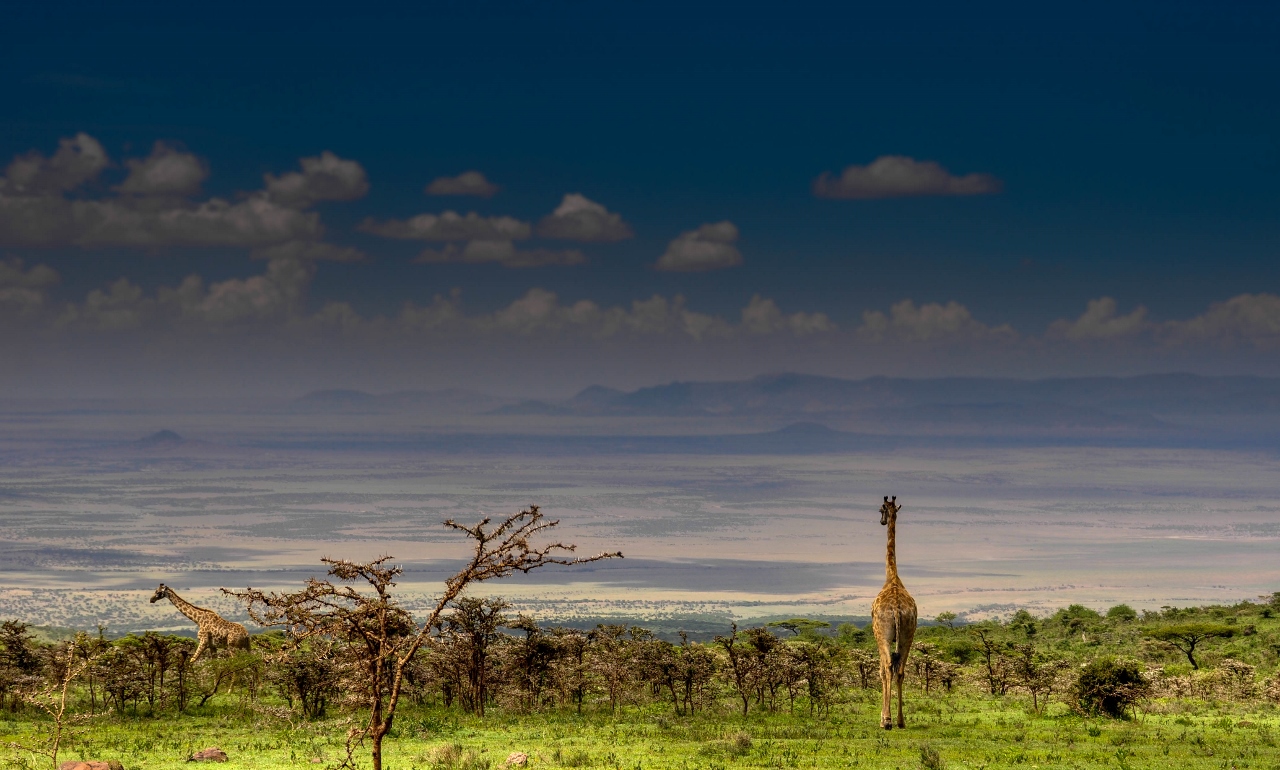 Safari from Lemala Ngorongoro