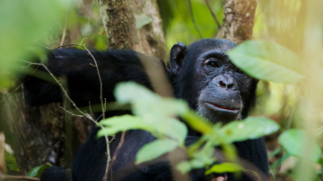 Chimp trekking at Greystoke Mahale