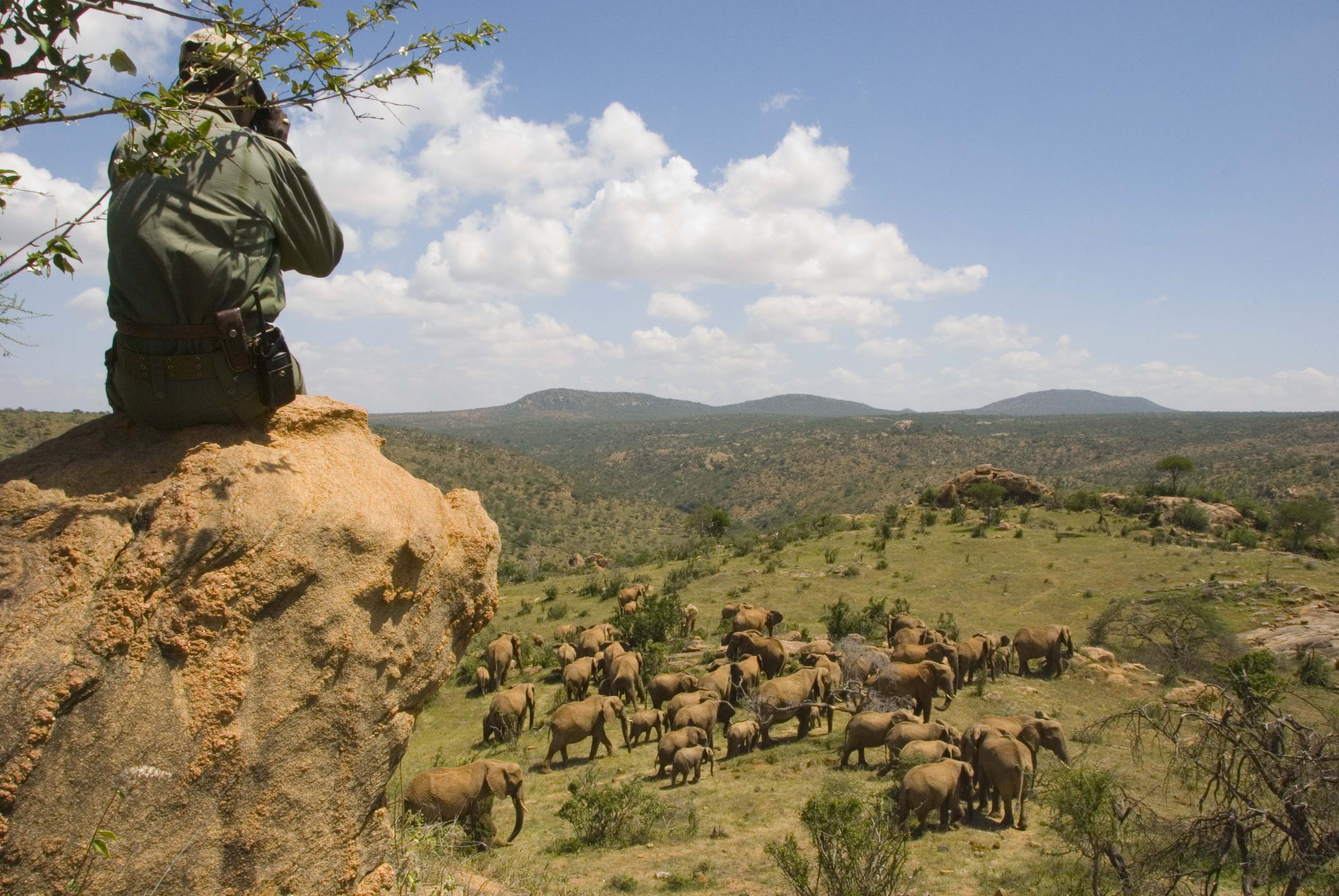 Elephants at Ol Malo