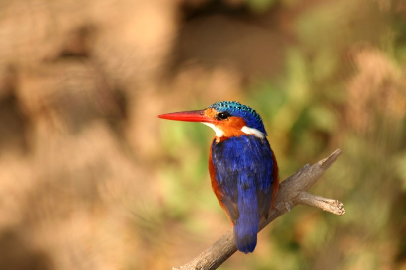 Malachite Kingfisher on a boat safari from Selous Impala Camp