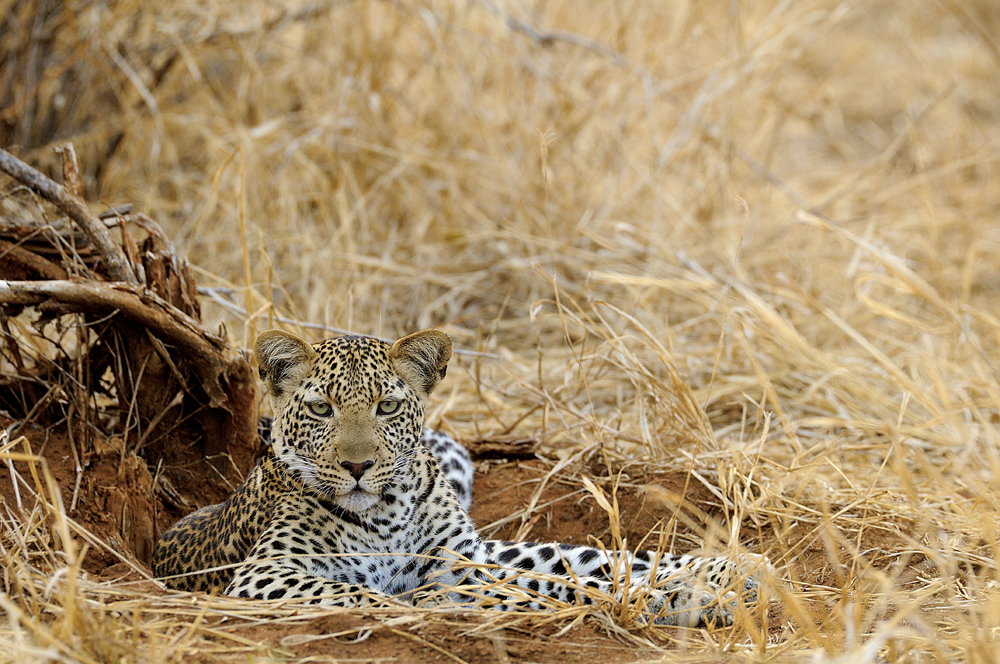 Leopard near Kwihala