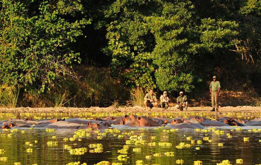 Hippos on a walking safari near Kasaka