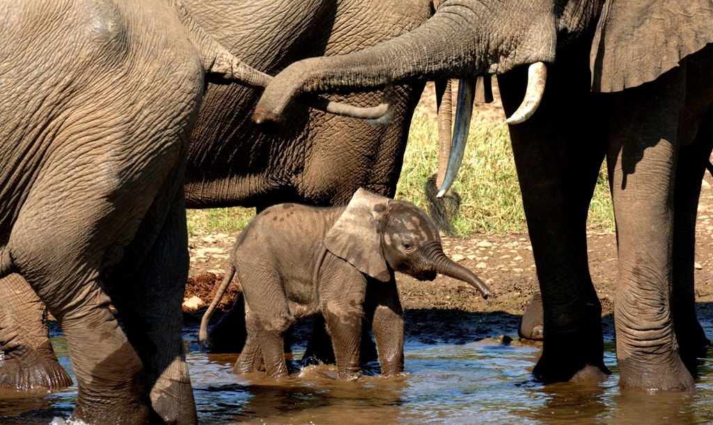 Safari in South Luangwa