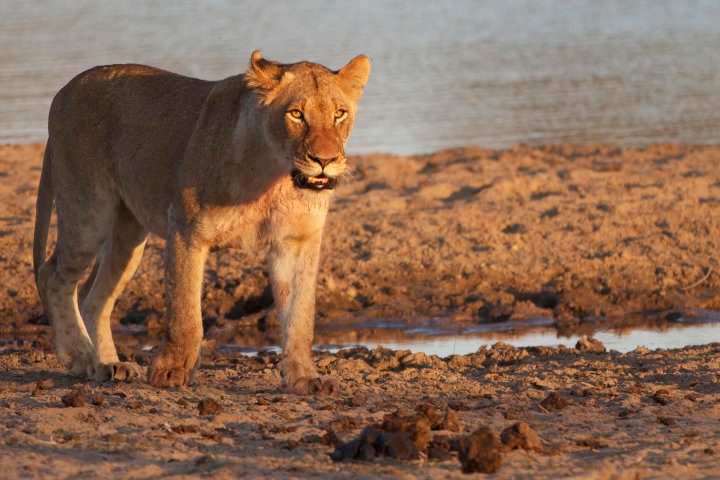 Safari in the Sabi Sands