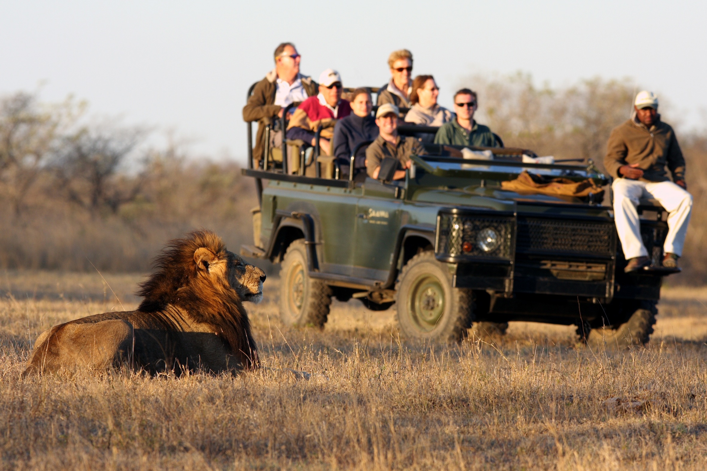 Sabi Sands Safari