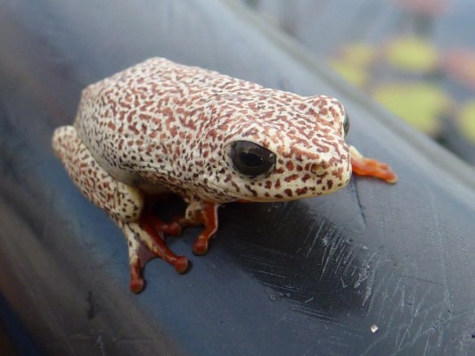 Reed frog on mokoro trip Okavango Delta
